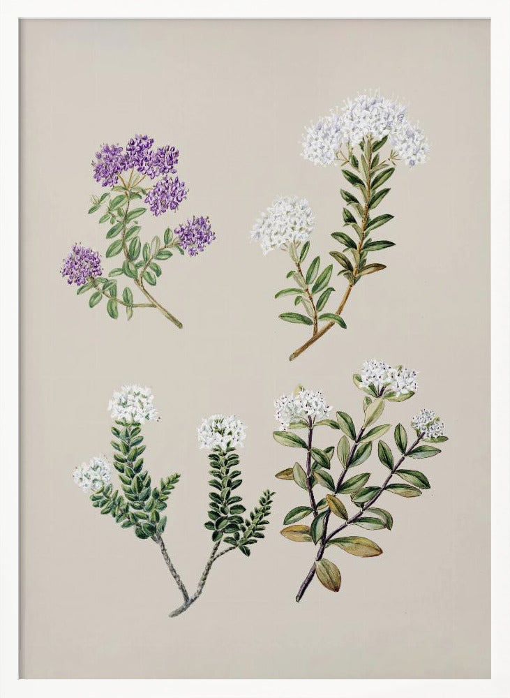 Veronica 4 Species Drawn By Sarah Featon (1848–1927) Poster