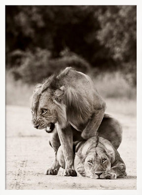 Lion Love Poster