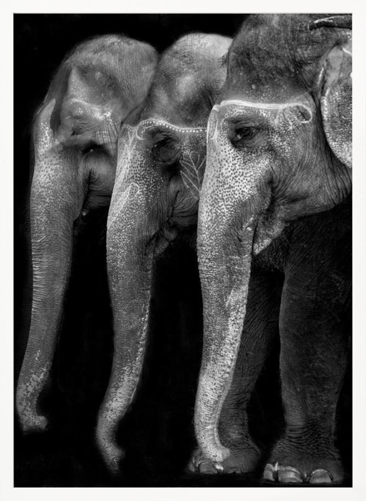 Nature\'s great masterpiece, an elephant; the only harmless great thing ... Poster