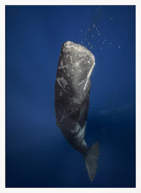 Candle sperm whale Poster