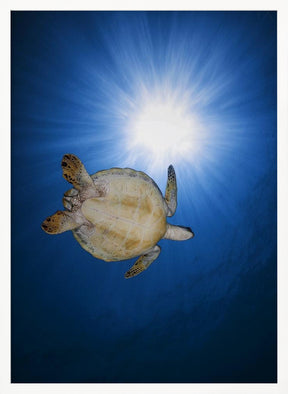 Green turtle Poster