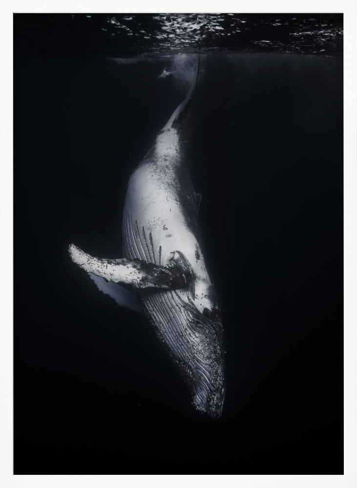 Black Whale Poster