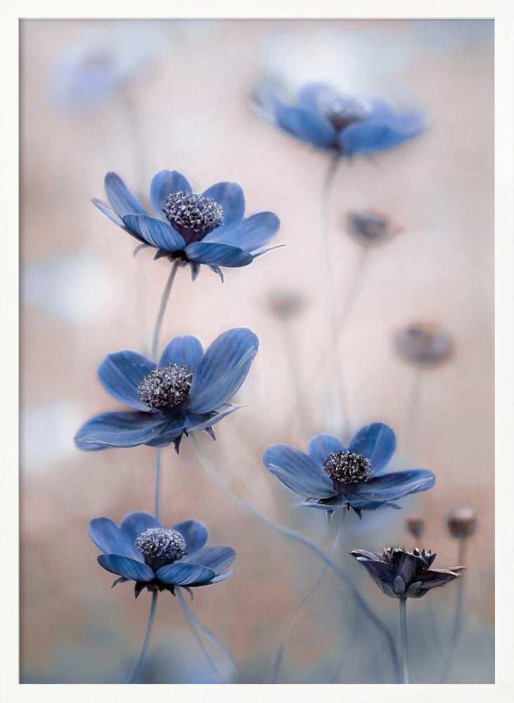 Cosmos blue Poster