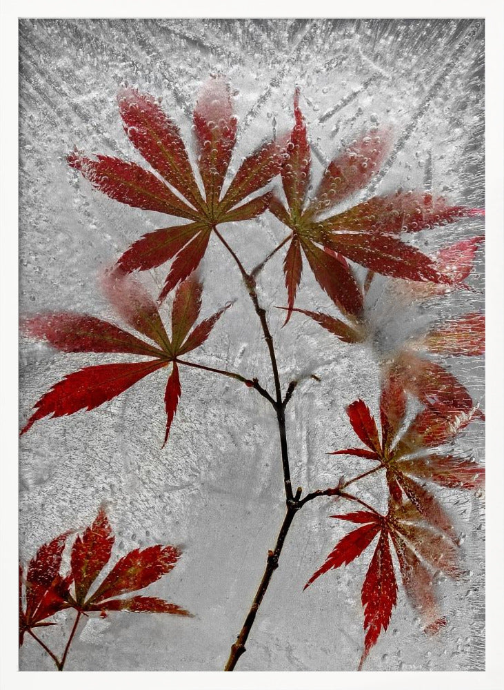 red maple Poster