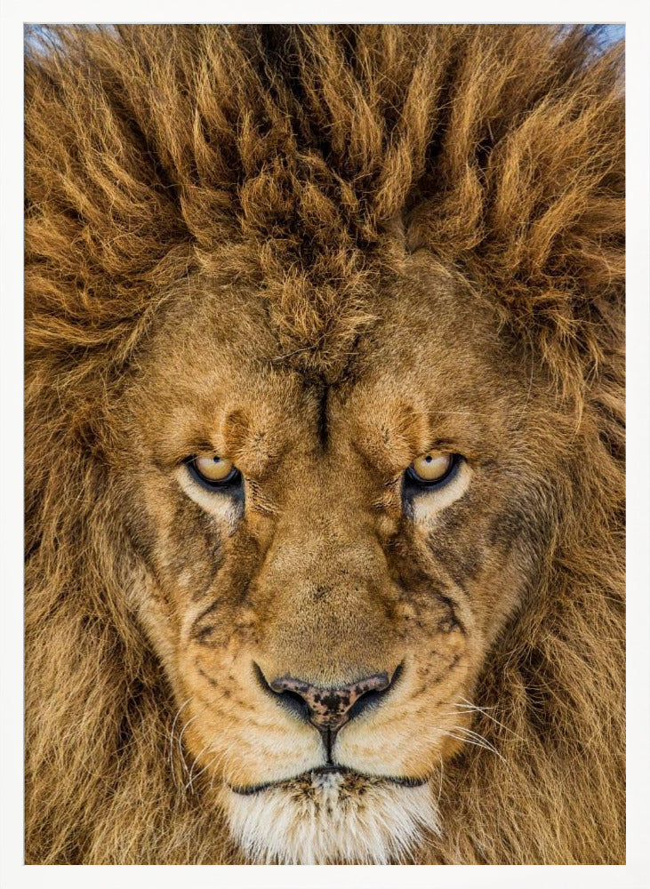 Serious Lion Poster