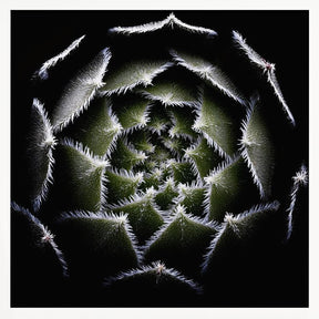 Sempervivum Rosette Poster