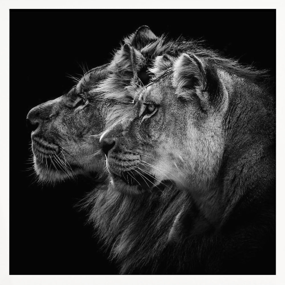 Lion and  lioness portrait Poster