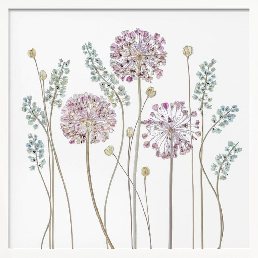 Allium Poster