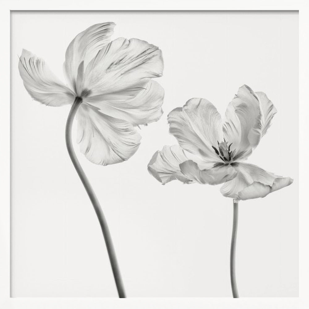 Same tulip : front- and backview Poster