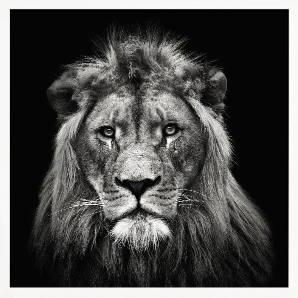 Young Male Lion Poster