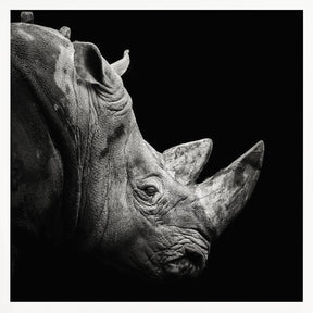 Rhino Poster