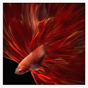 Red Fire Bettafish Poster