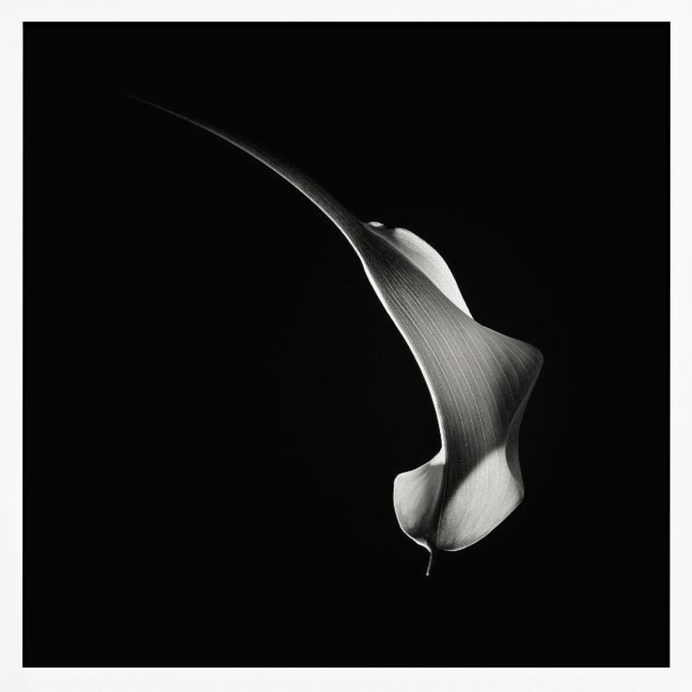 Hummingbird Abstraction (Calla Lily #3) Poster