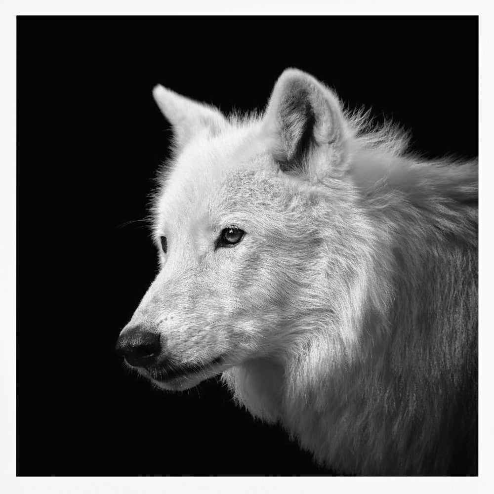 White Wolf #2 Poster