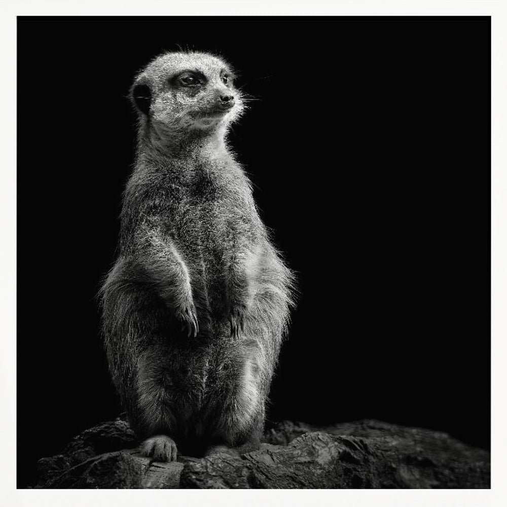 Meerkat Poster