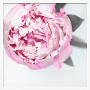 Pink peony III Poster