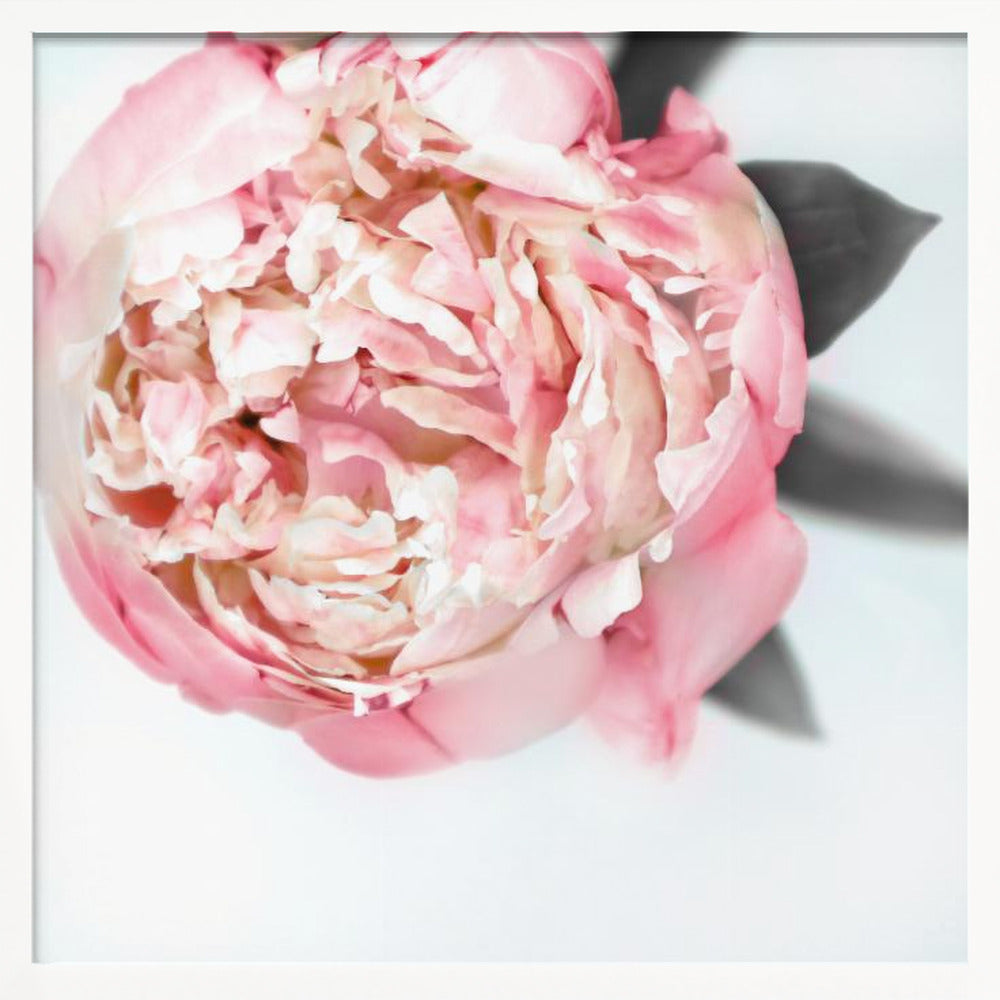 Blush peony III Poster