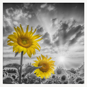 Focus on two sunflowers Poster