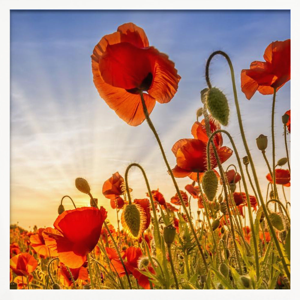 Fascinating poppies Poster