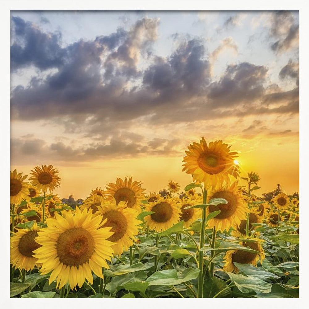 Sunflowers in the evening Poster