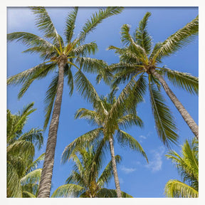 Lovely Palm Trees Poster