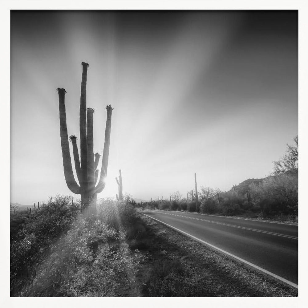 SAGUARO NATIONAL PARK Setting Sun | Monochrome Poster