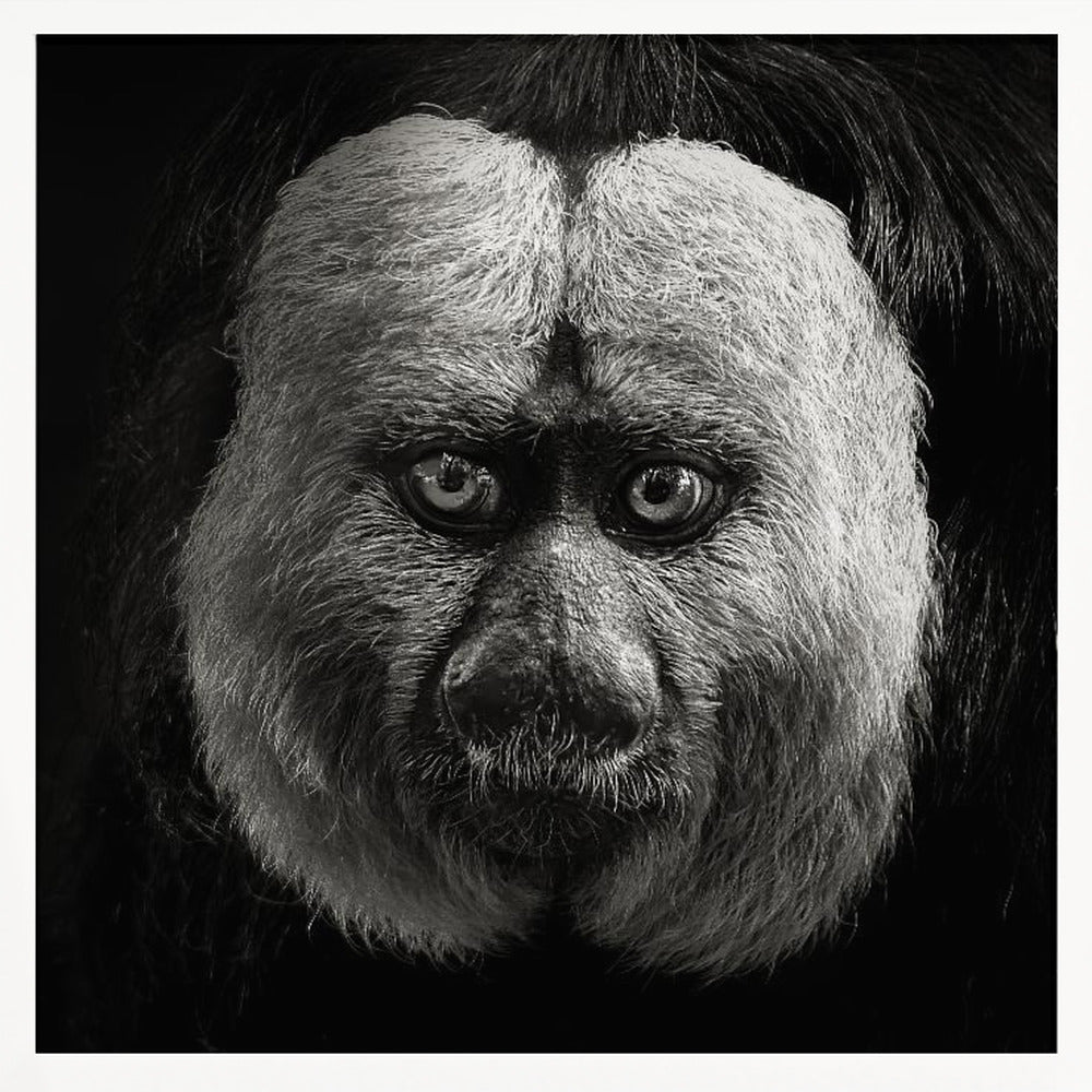 White-Faced Saki Poster