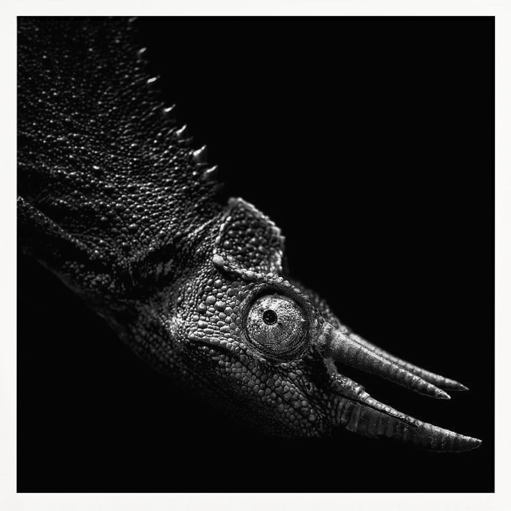 Jackson's Chameleon Poster