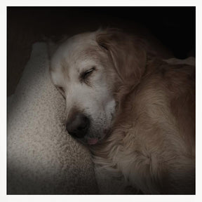 Sleeping Golden Poster