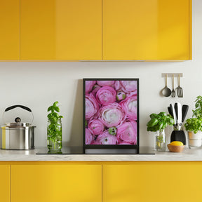 Pink ranunculus Poster