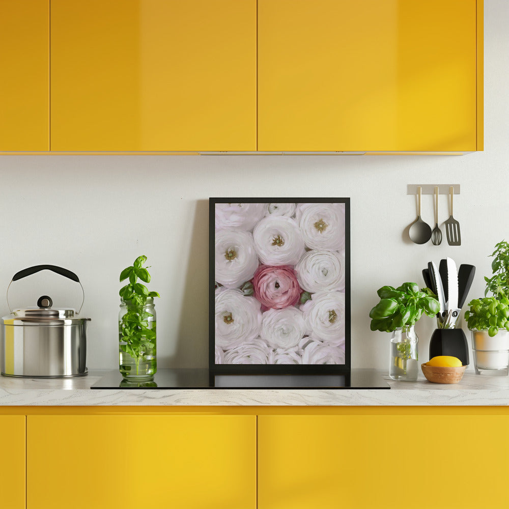 Singular ranunculus in blush Poster