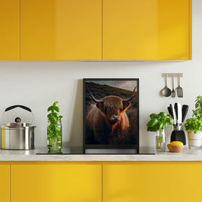 Highland Cow With Big Horns Poster