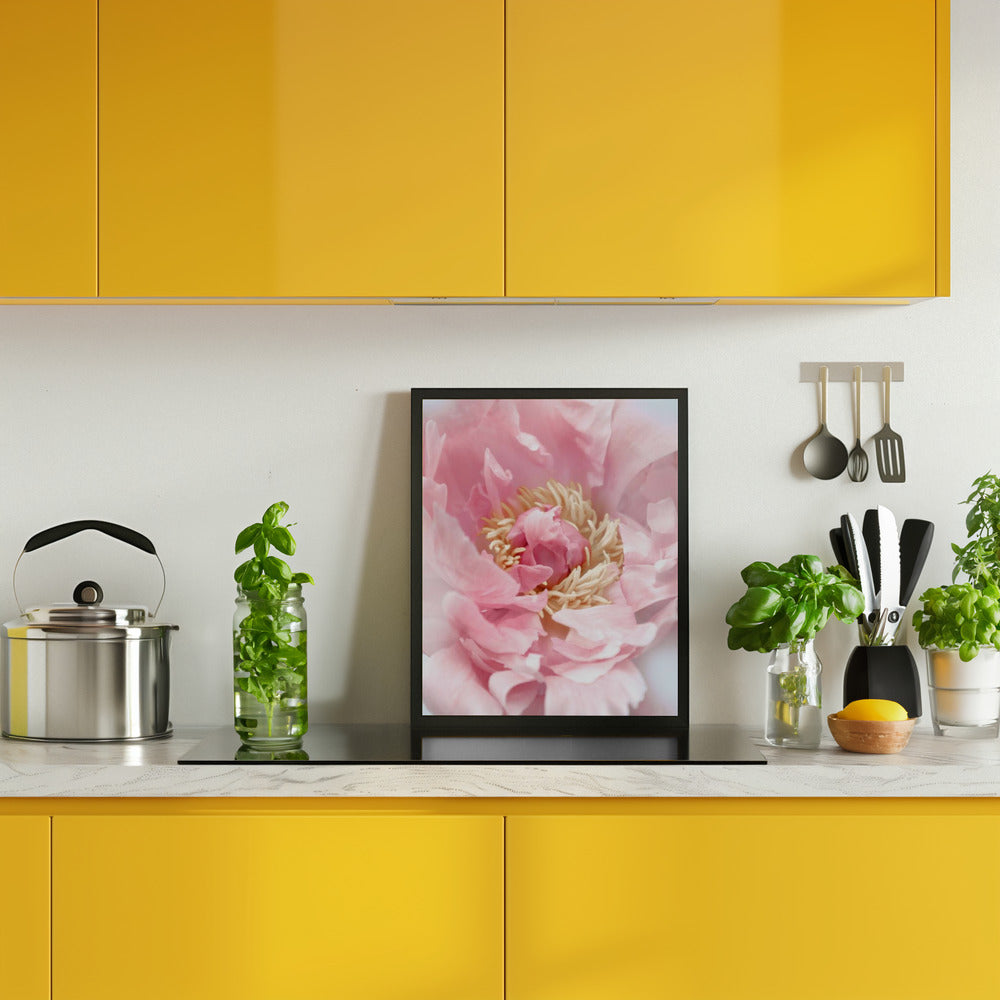 Blush peony I Poster