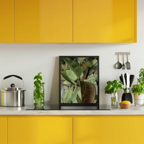 Ficus Elastica Poster