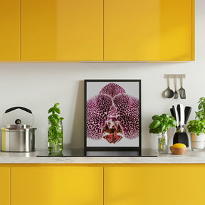 Leopard Orchid Poster