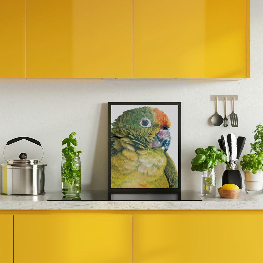 Parrot Poster