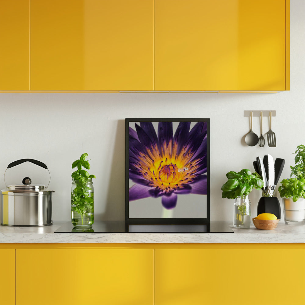 Water Lilly Poster