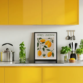 Citrus Limonum - Lemon Poster