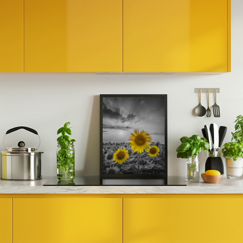 Yellow pop sunflowers Poster