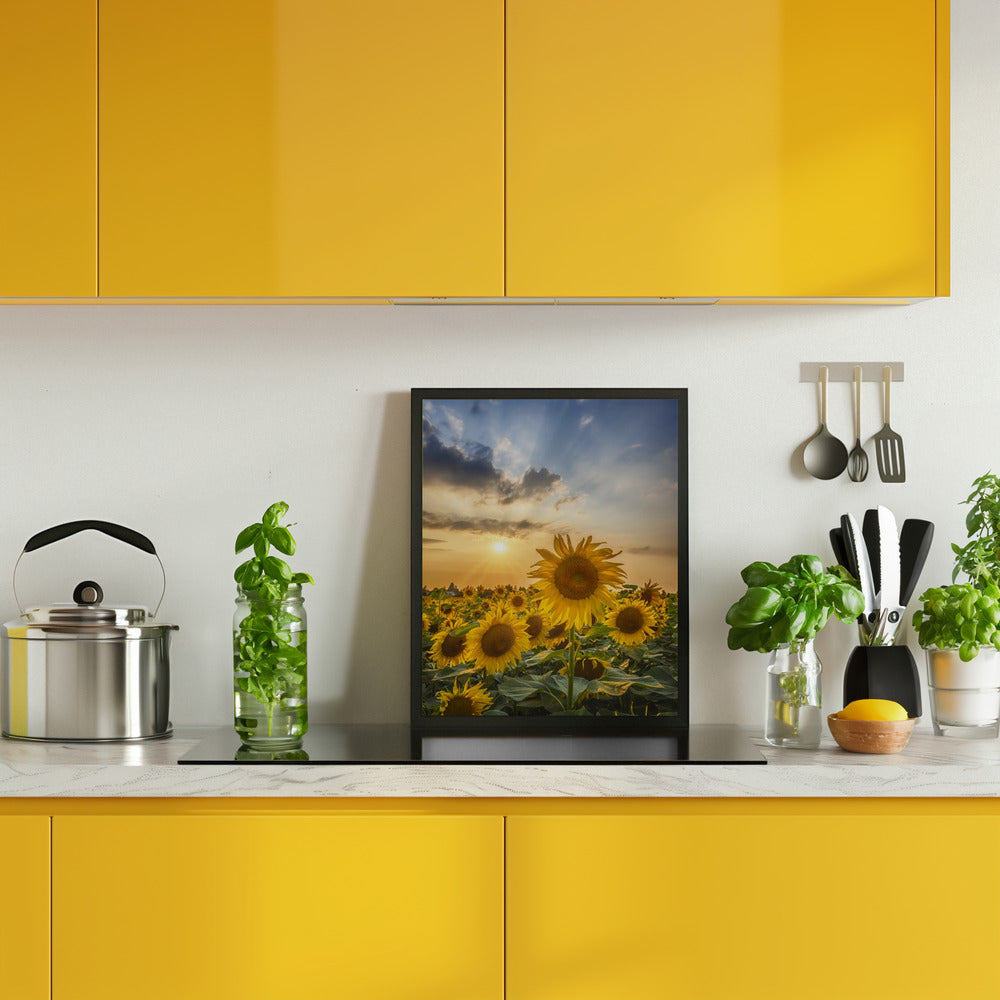 Sunset with beautiful sunflowers Poster