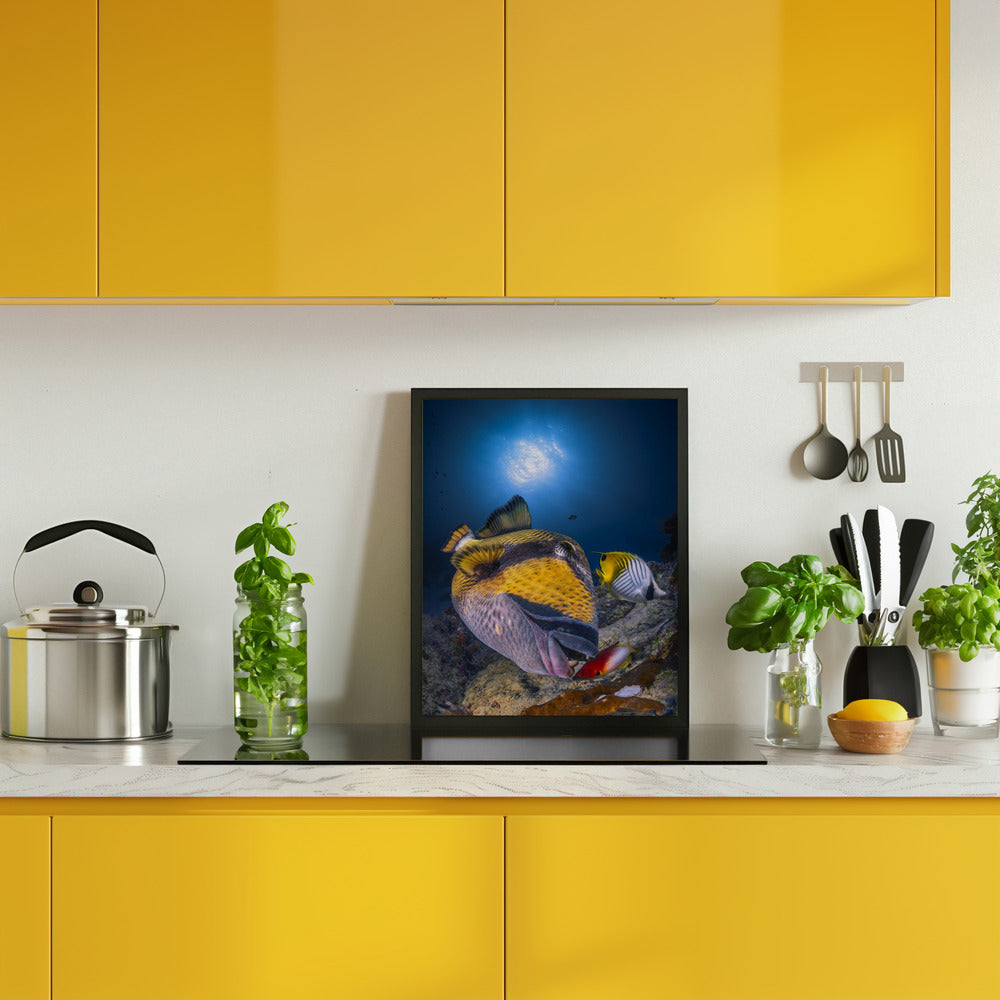 Titan triggerfish Poster