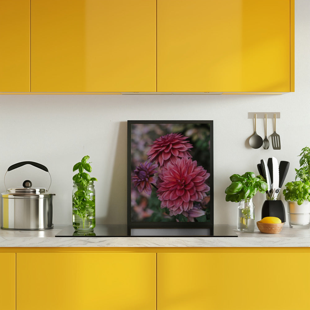 Dark Pink Dhalias Poster