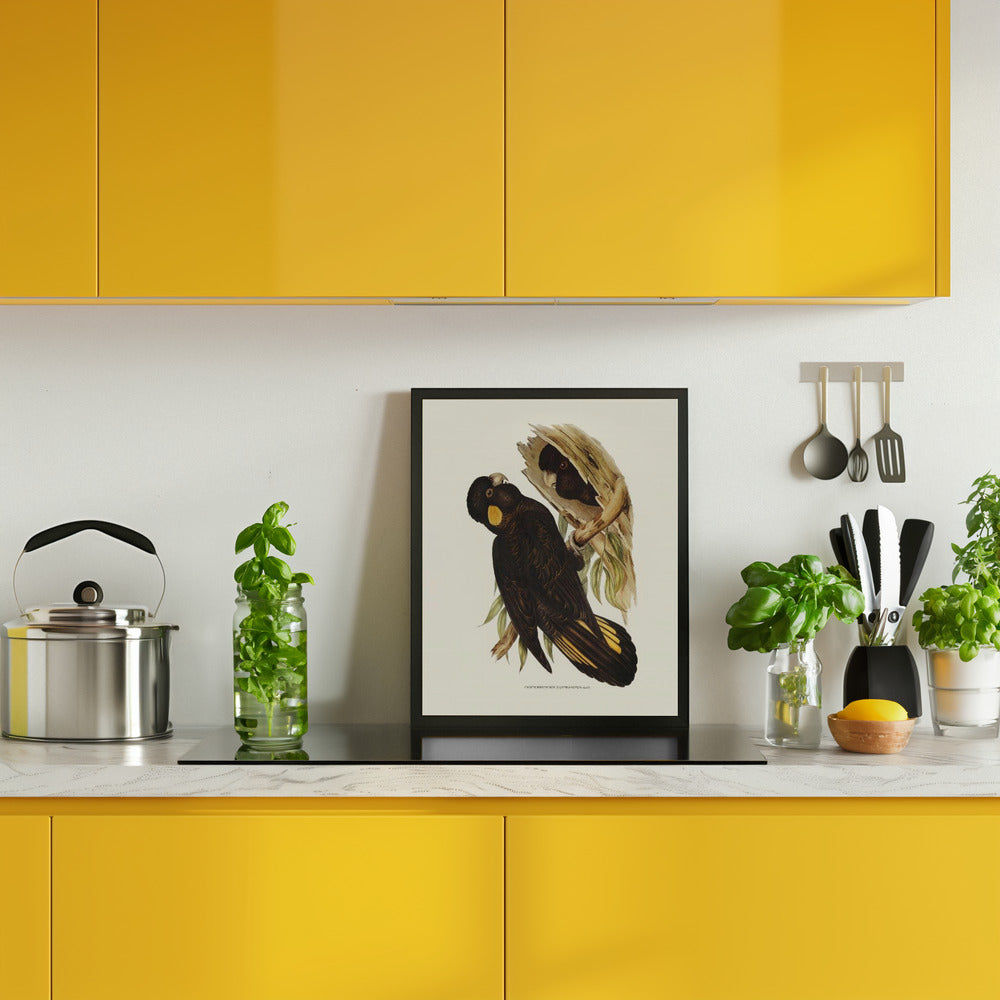 Yellow Eared Black Cockatoo Poster