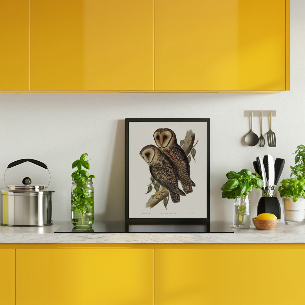 Masked Barn Owl Poster