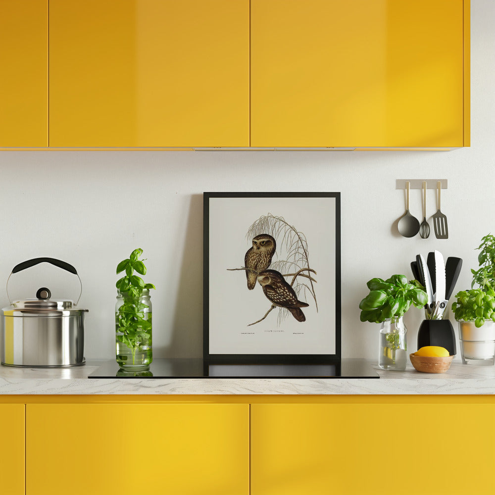 Spotted Owl Poster