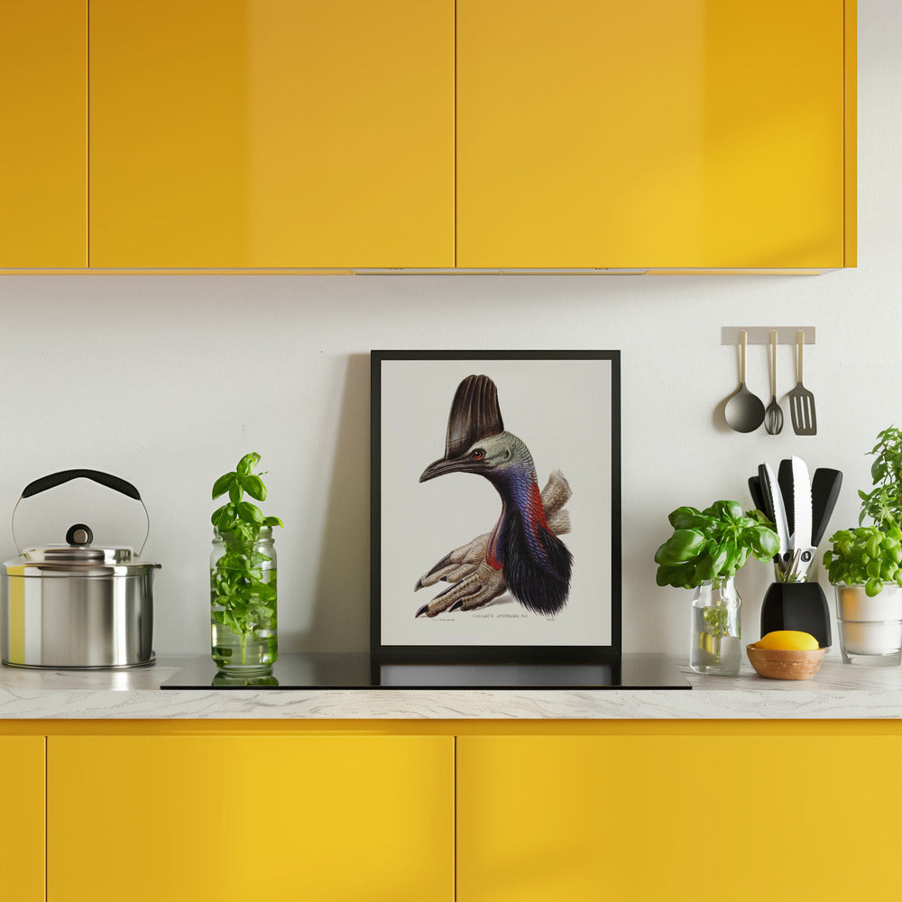 Australian Cassowary Poster