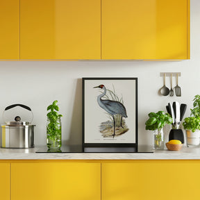 Australian Crane Poster