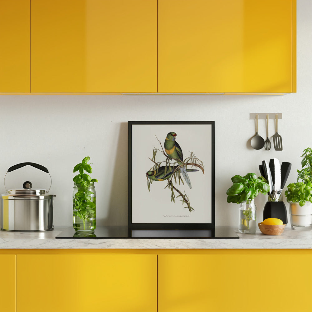 Black Tailed Parakeet Poster