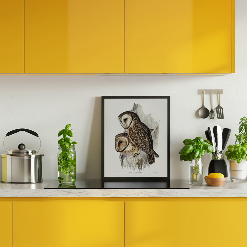 Chestnut Faced Owl Poster