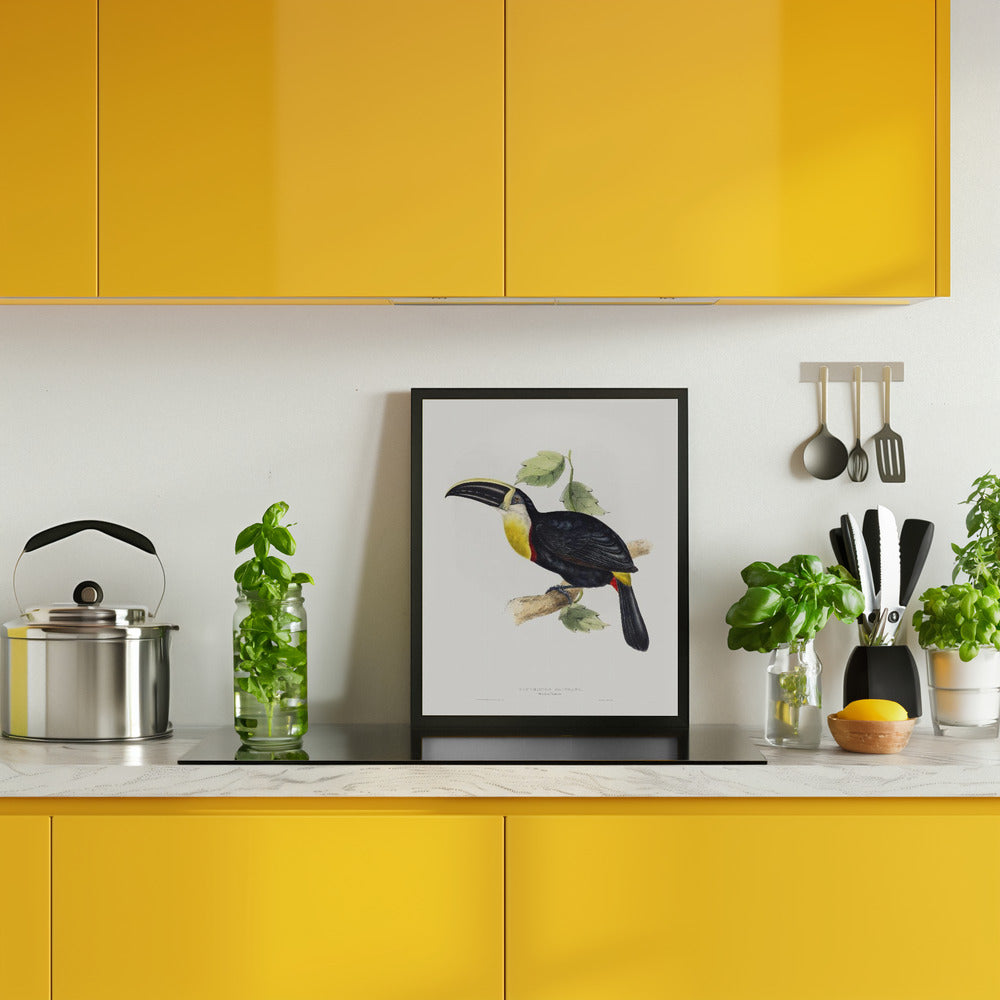 Osculant Toucan Poster